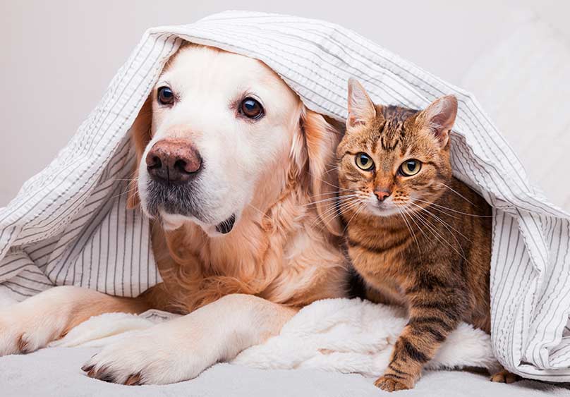 🐾 Mascotas & Cuidado Animal